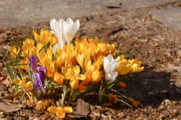 Hier blüht Ihnen Was