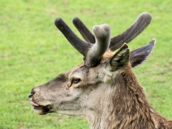 Hirschportrait