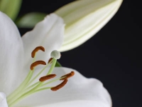 Lilienblüte