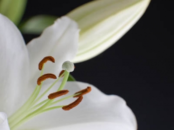 Lilienblüte