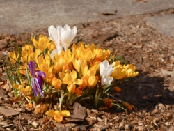 Blumenzwiebel Pflanzaktion Krokusse