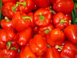 Lecker und Gesund - Mierendorffmarkt