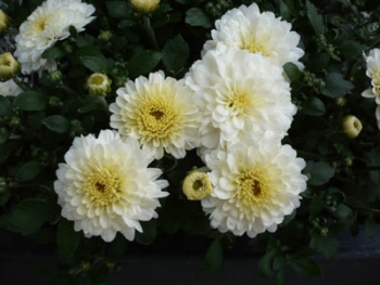 Blumen Fluss