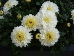 Blumen Fluss