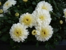 Blumen Fluss