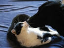 Fachsalon für Hunde- und Katzenpflege